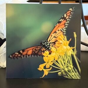 Original Photography Butterfly on Yellow Flowers Art Print on Board